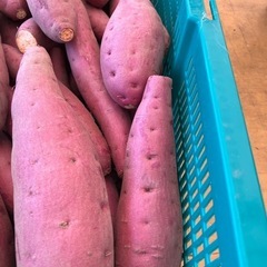 鳥取県　さつまいも　4キロ前後　新鮮　甘くて美味しい　期間限定品11　お米の代わりにどうぞ！の画像
