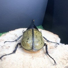 大型血統 ヘラクレスオオカブト ペア H3血統 ヘラクレスヘラクレスの画像