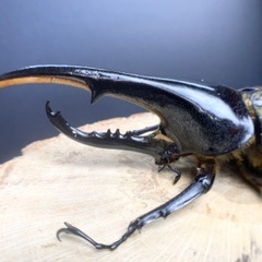 大型血統 ヘラクレスオオカブト ペア H3血統 ヘラクレスヘラクレスの画像