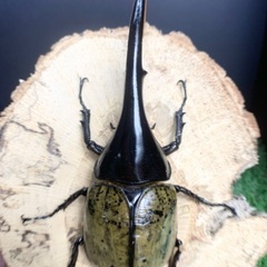 大型血統 ヘラクレスオオカブト ペア H3血統 ヘラクレスヘラクレスの画像