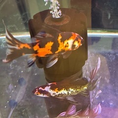 墨朱文金の若魚(値引き)
