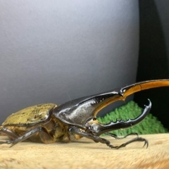 大型血統 ヘラクレスオオカブト ペア H3血統 ヘラクレスヘラクレスの画像