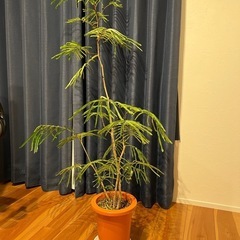 0円　観葉植物　エバーフレッシュ