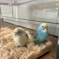 セキセイインコ2羽里親募集