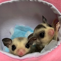 フクロモモンガ　