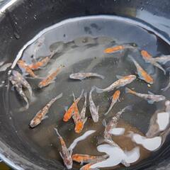 現物☆三色ラメ メダカ20匹以上☆の画像