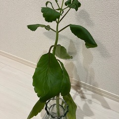 マザーリーフ　根付き　1本①