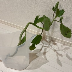 マザーリーフ　根付き1本②