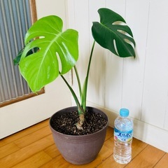 モンステラ 56cm
