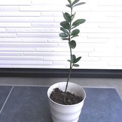 蜜柑の苗木