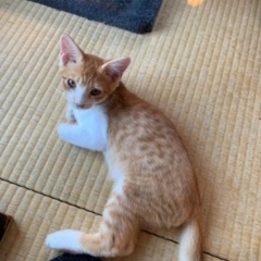 茶白くん