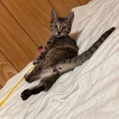 里親さん見つかりました🙇🏼観覧ありがとうざいました。子猫(おおよ...