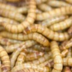 ミルワーム100円/50匹・郵送可