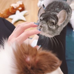 チンチラ6歳　オス　里親募集