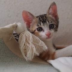 お転婆子猫の海ちゃん