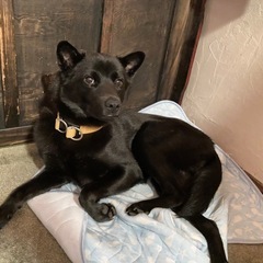 無事戻って来ました！ありがとうございました！【迷い犬】JR学研都...