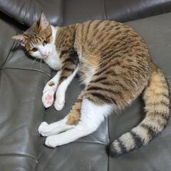 キジ白のメス猫さん。