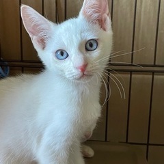 ブルーアイのオスの白子猫2匹　オスの茶トラ　メスのキジトラの4兄...