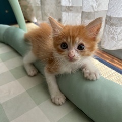 ふわふわ兄妹★☆ - 猫