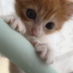 ふわふわ兄妹★☆ - 里親募集