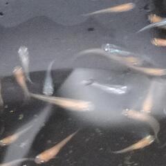 2024  18号　🐟メダカ無料にて差し上げます。説明文は必ず読んでください🐟の画像