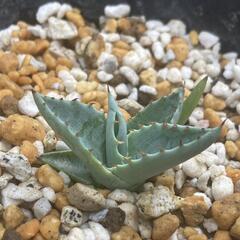 アガベ　実生