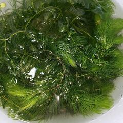 水草(マツモ) ※無農薬※