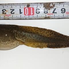ウシガエル 幼生 オタマジャクシ 死骸