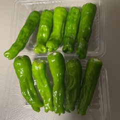 【9/3売約済み】無農薬ししとう（家庭菜園）