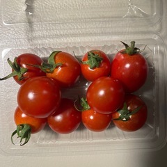【9/4売約済み】無農薬ミニトマトとししとう（家庭菜園）