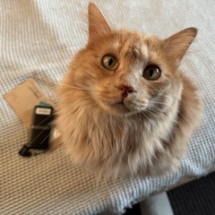 【里親候補者様有り】おっとり優しい長毛茶トラ