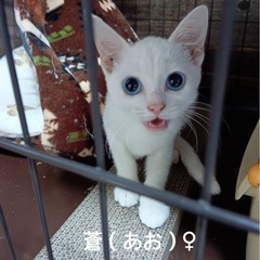 白猫のきょうだい（兄妹）