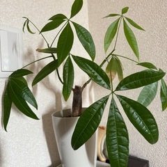 観葉植物  パキラ
