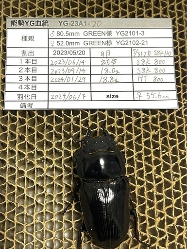 能勢YG血統 オオクワガタ 87.8/87.5/87.0/86.1 同腹ペア 即ブリ