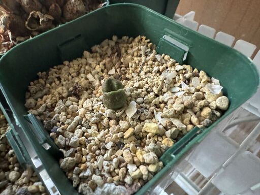 多肉植物 アドロミスクス 服部氏実生檜山郡のガーデニング