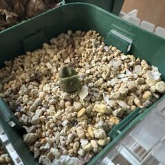 多肉植物 アドロミスクス 服部氏実生