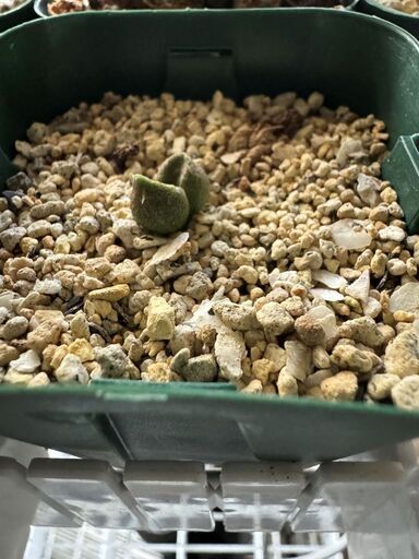 多肉植物 アドロミスクス 服部氏実生