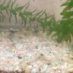 ミナミヌマエビ 3匹100円〜