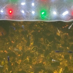 メダカ針子