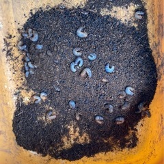 カブトムシ　　幼虫