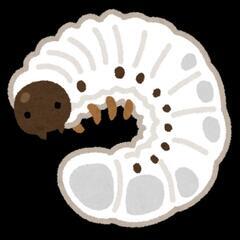 石川県のカブトムシの中古が安い！激安で譲ります・無料で