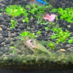 ミナミヌマエビ10匹