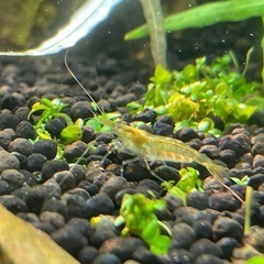 ミナミヌマエビ10匹の画像