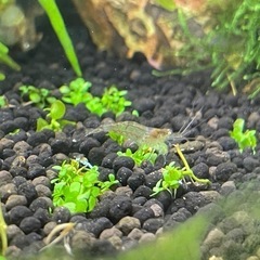 ミナミヌマエビ10匹の画像