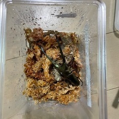 【ペア＋おまけ】メタリフェルホソアカクワガタ亜種イソガイ