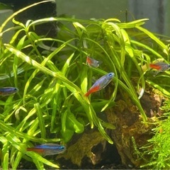 【水草】ハイグロフィラ タイガー 水中葉10本