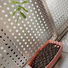 【差し上げます】クヌギの木　どんぐり　ドングリ　苗　植木