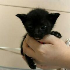 赤鈴　黒猫　里親募集