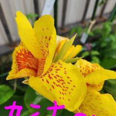 カンナ　薔薇　サルスベリ