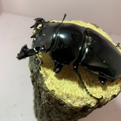 【決まりました】
タランドゥスオオツヤクワガタ　♂単 の画像